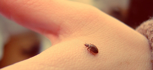 5 Steps to Eliminate Bed Bugs from Your Life